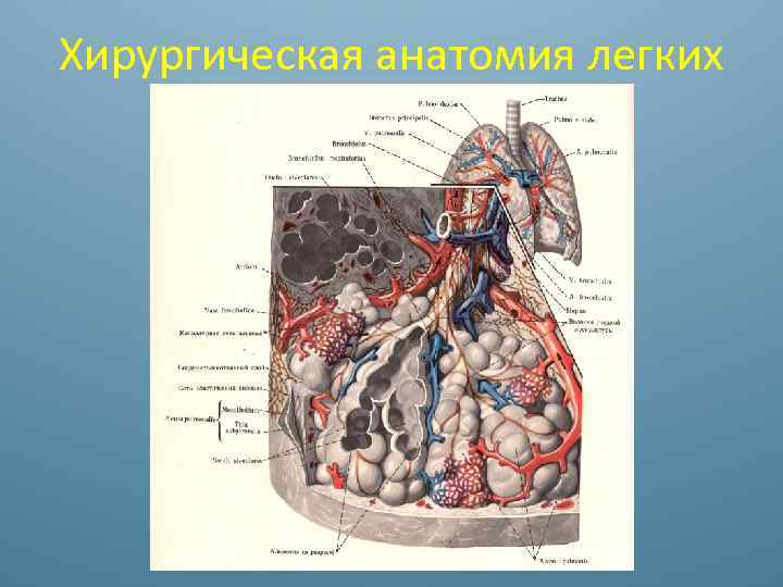 Хирургическая анатомия