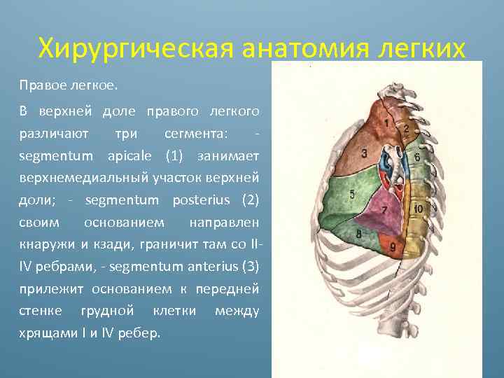 Чем образованы стенки легочных мешков