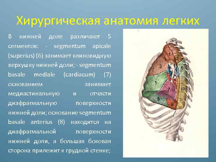 Хирургическая анатомия легких В нижней доле различают 5 сегментов: - segmentum apicale (superius) (6)