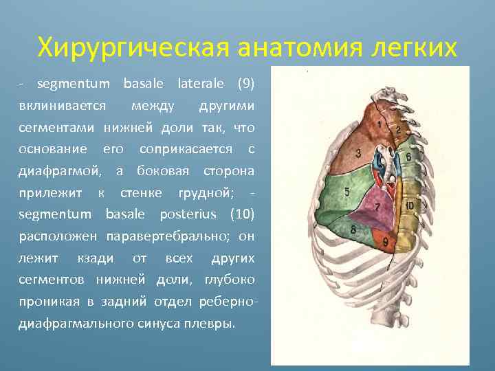 Хирургическая анатомия легких - segmentum basale laterale (9) вклинивается между другими сегментами нижней доли