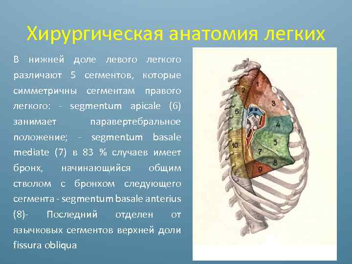 Хирургическая анатомия легких В нижней доле левого легкого различают 5 сегментов, которые симметричны сегментам