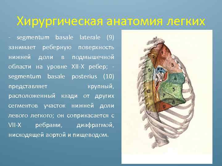 Хирургическая анатомия легких - segmentum basale laterale (9) занимает реберную поверхность нижней доли в