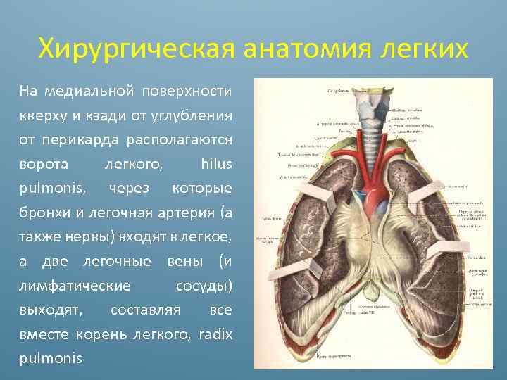 Ворота легкого образования. Хирургическая анатомия легких поверхности. Топографическая анатомия легких. Медиальная поверхность легких анатомия. Хирургическая анатомия перикарда.