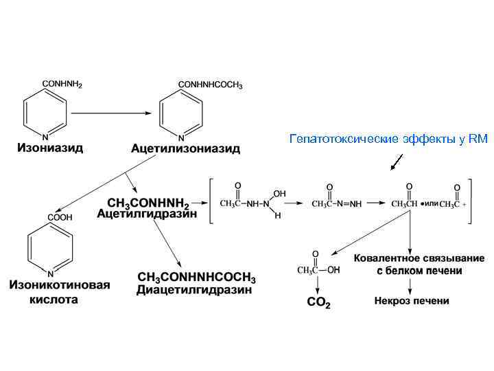 Гепатотоксические эффекты у RM 