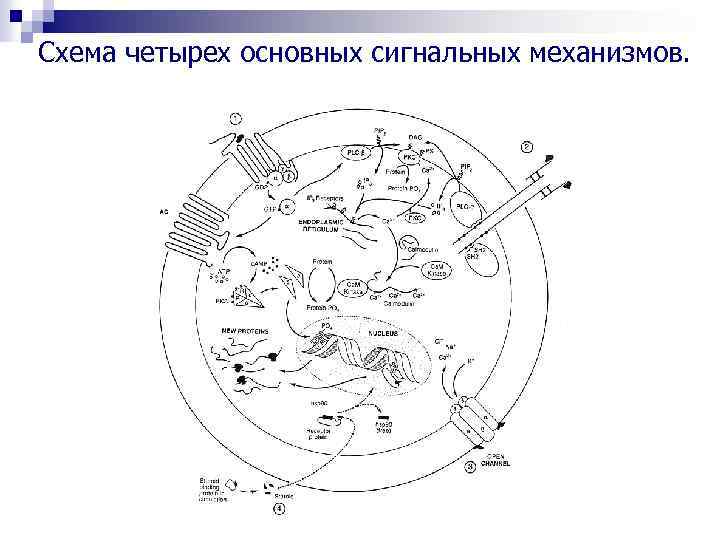 Схема четырех основных сигнальных механизмов. 