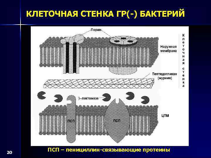 Стенка бактерий. Бактериальная клетка клеточная стенка муреин. Клеточная стенка гр бактерий. Клеточная стенка гр + и гр -.