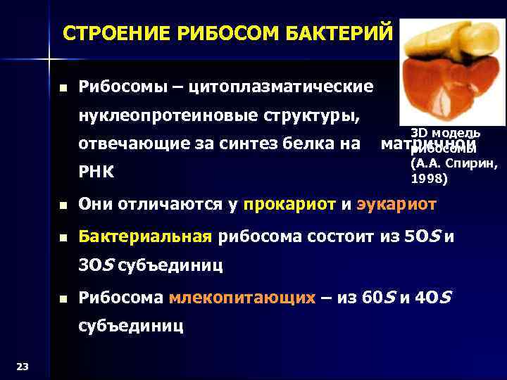 СТРОЕНИЕ РИБОСОМ БАКТЕРИЙ n Рибосомы – цитоплазматические нуклеопротеиновые структуры, отвечающие за синтез белка на