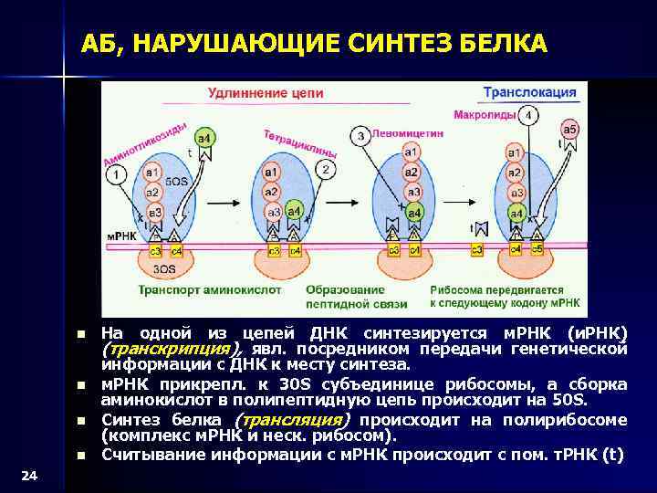 АБ, НАРУШАЮЩИЕ СИНТЕЗ БЕЛКА n n 24 На одной из цепей ДНК синтезируется м.