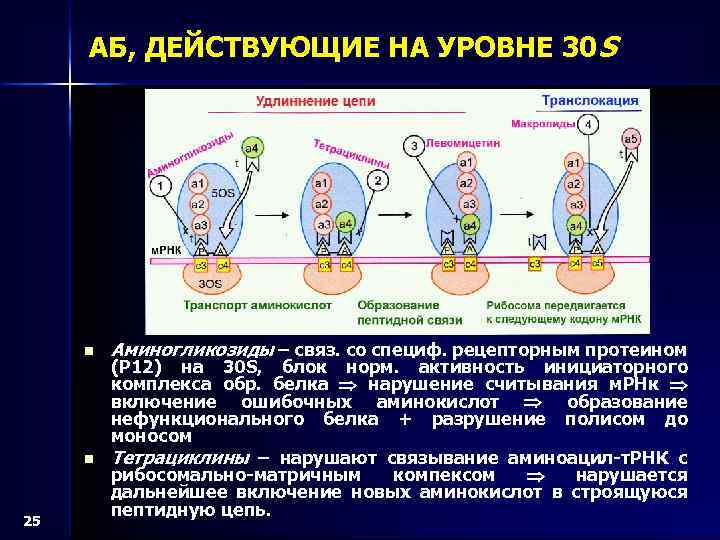 АБ, ДЕЙСТВУЮЩИЕ НА УРОВНЕ 30 S n n 25 Аминогликозиды – связ. со специф.