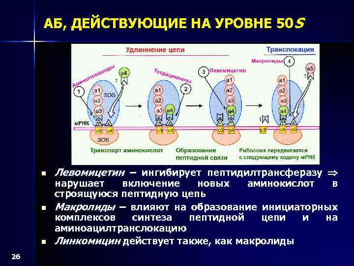 АБ, ДЕЙСТВУЮЩИЕ НА УРОВНЕ 50 S n n n 26 Левомицетин – ингибирует пептидилтрансферазу