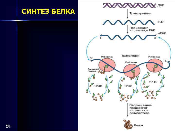 СИНТЕЗ БЕЛКА 24 