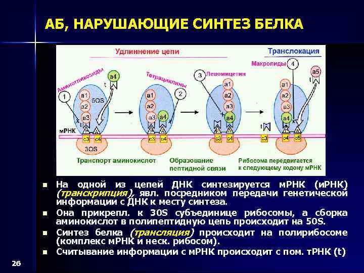 АБ, НАРУШАЮЩИЕ СИНТЕЗ БЕЛКА n n 26 На одной из цепей ДНК синтезируется м.