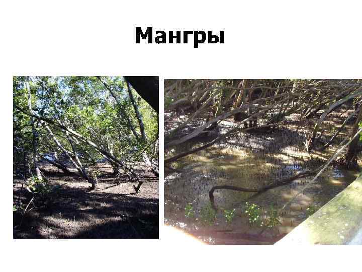 Мангры 