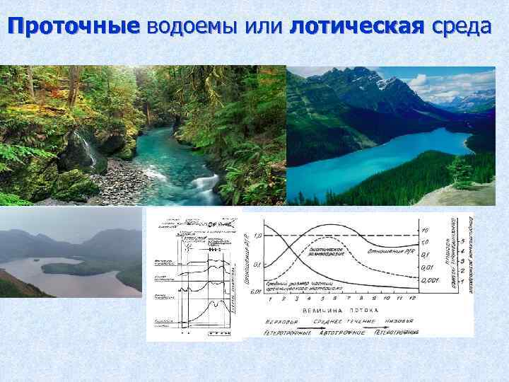 Проточные водоемы или лотическая среда 