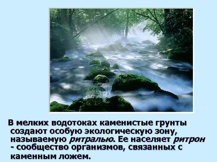 В мелких водотоках каменистые грунты создают особую экологическую зону, называемую ритралью. Ее населяет ритрон