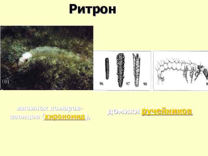 Ритрон личинок комаровзвонцов (хирономид), домики ручейников 