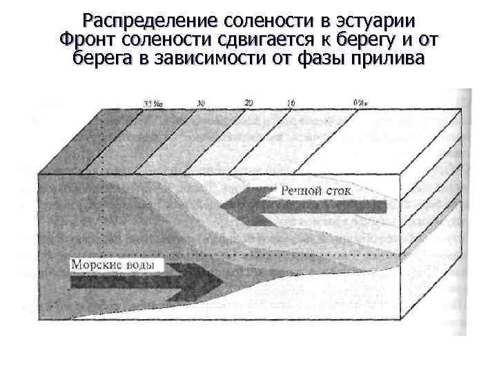 Распределение солености в эстуарии Фронт солености сдвигается к берегу и от берега в зависимости