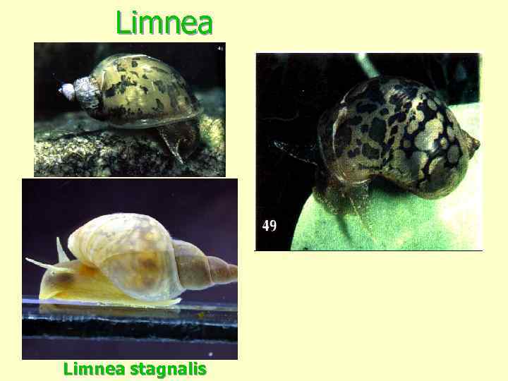 Limnea stagnalis 