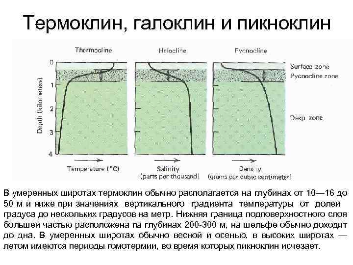 Термоклин, галоклин и пикноклин В умеренных широтах термоклин обычно располагается на глубинах от 10—