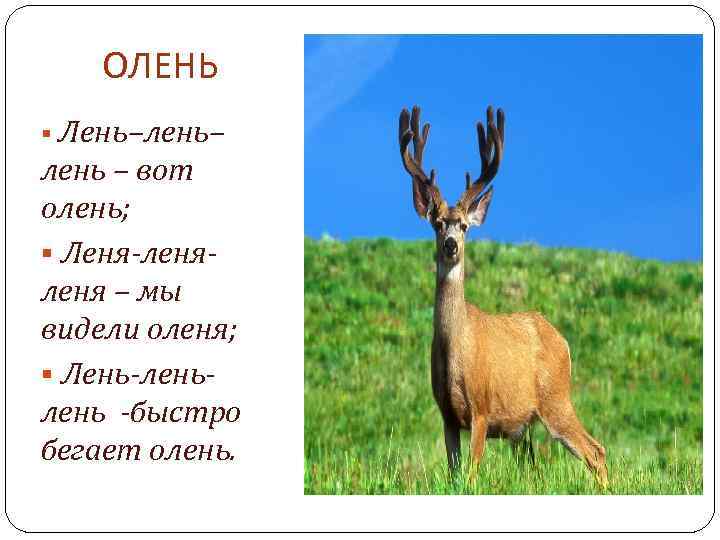 ОЛЕНЬ § Лень–лень– лень – вот олень; § Леня-леня – мы видели оленя; §