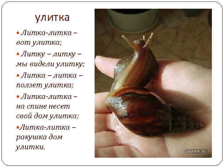 улитка § Литка-литка – вот улитка; § Литку – литку – мы видели улитку;