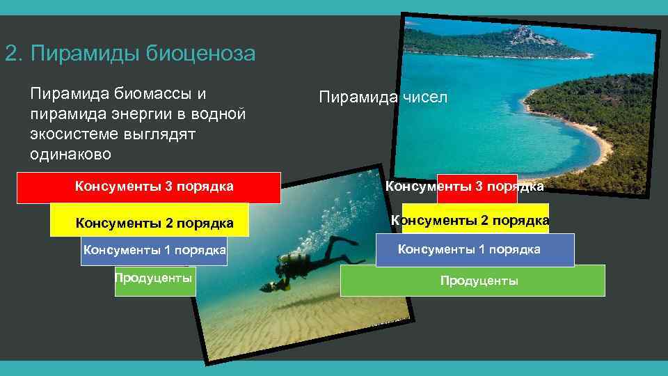 2. Пирамиды биоценоза Пирамида биомассы и пирамида энергии в водной экосистеме выглядят одинаково Консументы