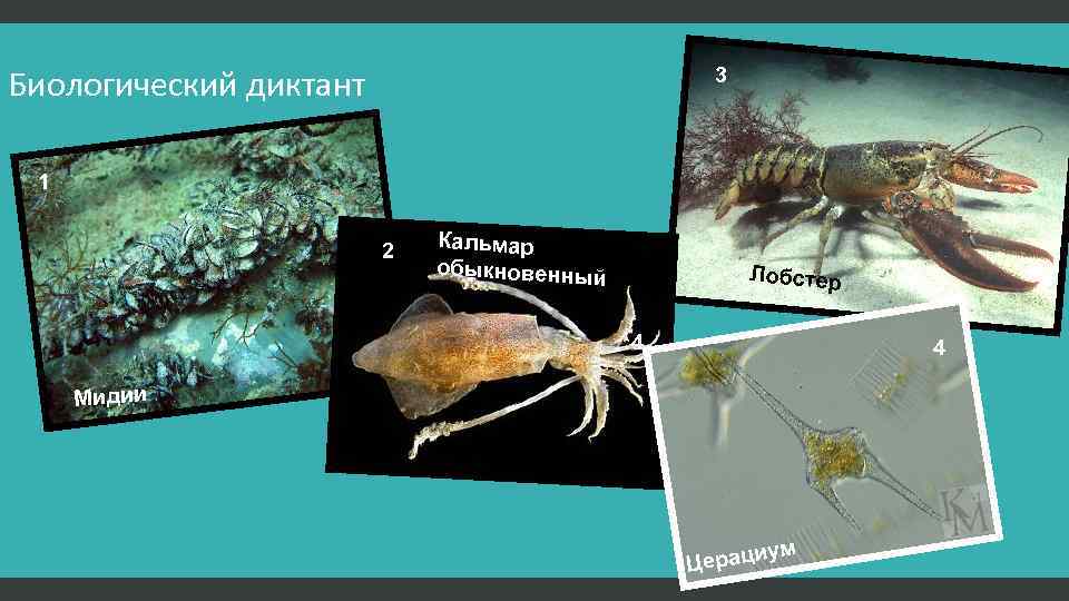 Биологический диктант 3 1 2 Кальмар обыкновенный Лобстер 4 4 Мидии ум Цераци 