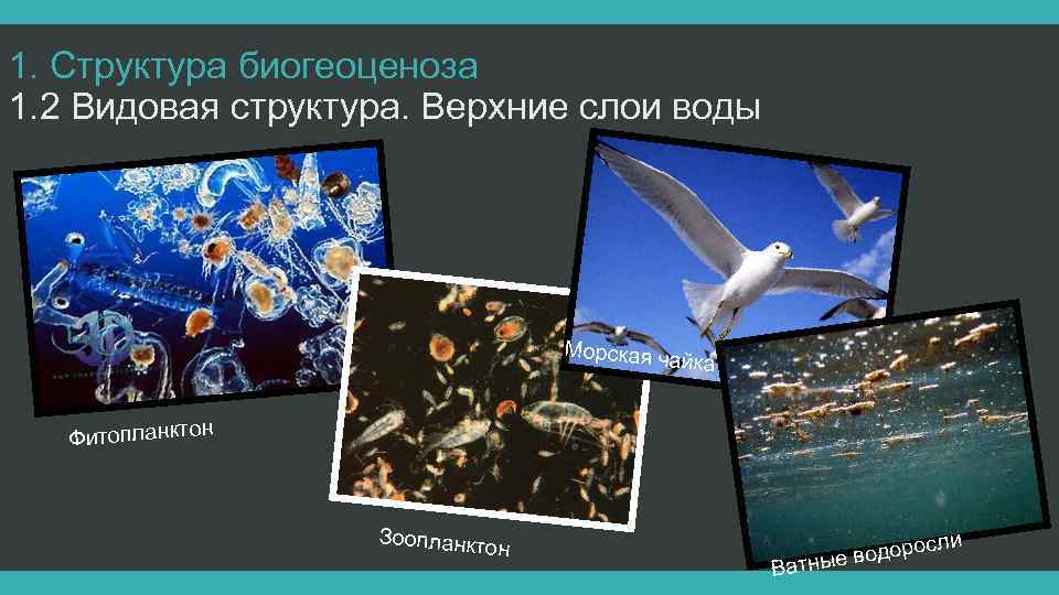 1. Структура биогеоценоза 1. 2 Видовая структура. Верхние слои воды Морская чайка н Фитопланкто