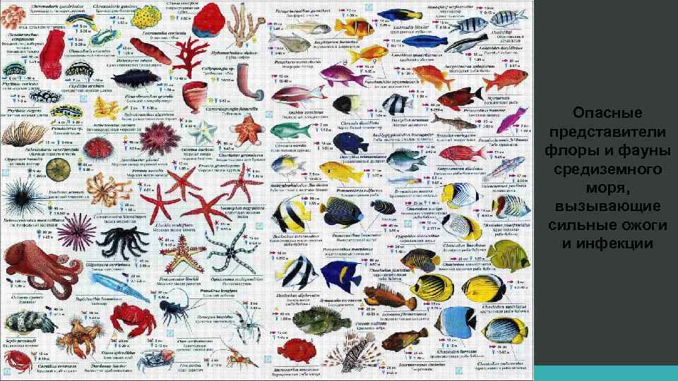 Опасные представители флоры и фауны средиземного моря, вызывающие сильные ожоги и инфекции 