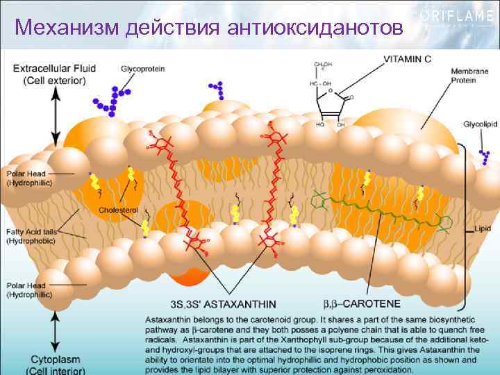 Механизм действия антиоксиданотов 