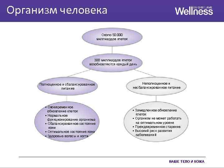 Организм человека Около 50. 000 миллиардов клеток 300 миллиардов клеток возобновляются каждый день Полноценное