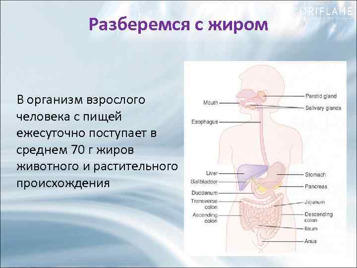 Разберемся с жиром В организм взрослого человека с пищей ежесуточно поступает в среднем 70