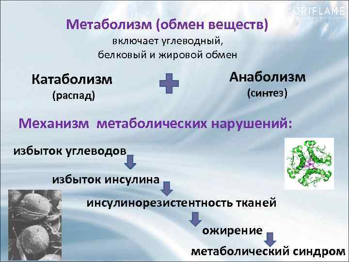 Метаболизм (обмен веществ) включает углеводный, белковый и жировой обмен Катаболизм (распад) Анаболизм (синтез) Механизм