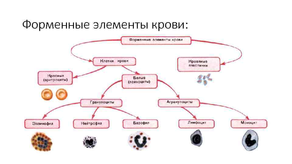 Форменные элементы крови: 