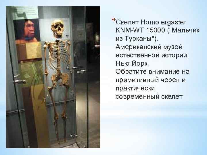 *Скелет Homo ergaster KNM-WT 15000 (