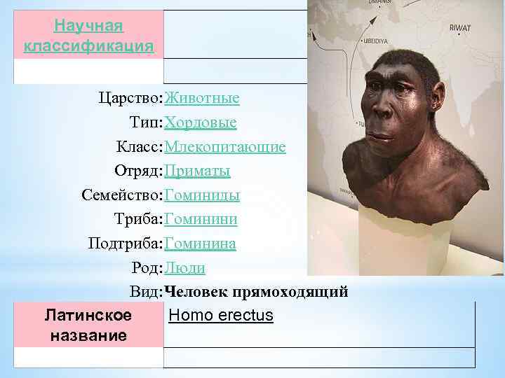 Научная классификация Царство: Животные Тип: Хордовые Класс: Млекопитающие Отряд: Приматы Семейство: Гоминиды Триба: Гоминини