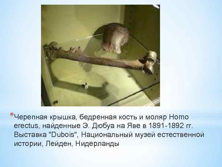 *Черепная крышка, бедренная кость и моляр Homo erectus, найденные Э. Дюбуа на Яве в
