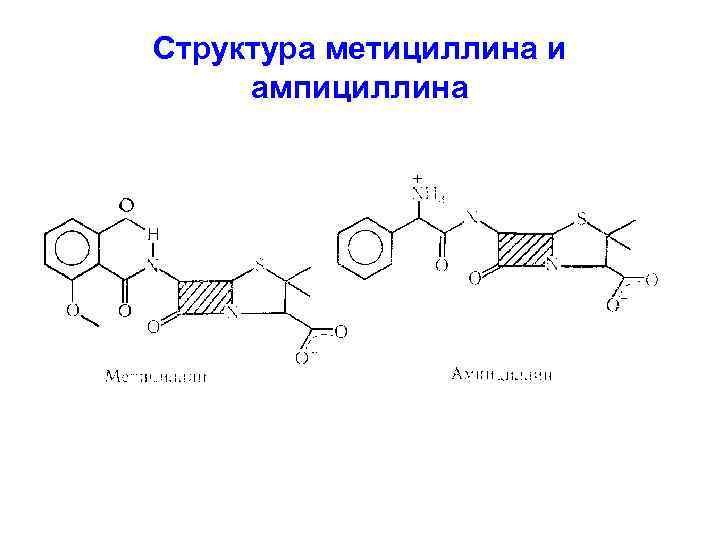 Структура метициллина и ампициллина 
