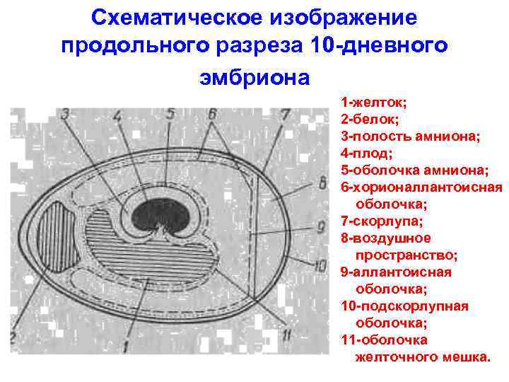 Схематическое изображение продольного разреза 10 -дневного эмбриона 1 -желток; 2 -белок; 3 -полость амниона;