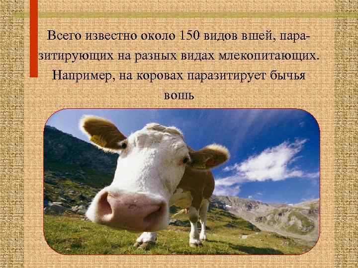 Всего известно около 150 видов вшей, паразитирующих на разных видах млекопитающих. Например, на коровах