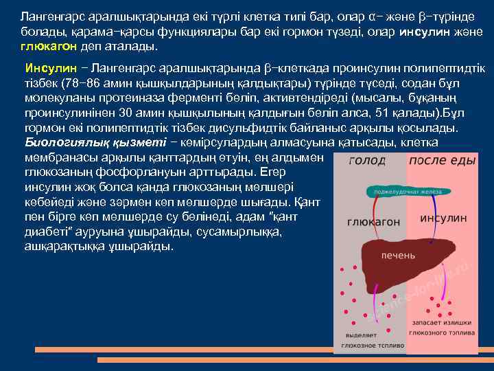 Лангенгарс аралшықтарында екі түрлі клетка типі бар, олар α− және β−түрінде болады, қарама−қарсы функциялары