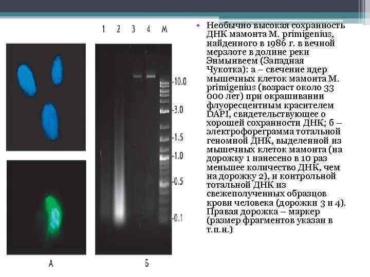  • Необычно высокая сохранность ДНК мамонта M. primigenius, найденного в 1986 г. в
