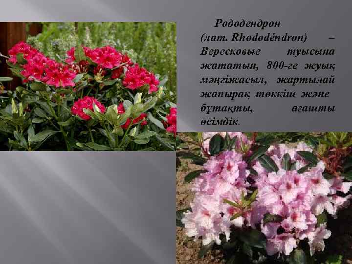 Рододендрон (лат. Rhododéndron) – Вересковые туысына жататын, 800 -ге жуық мәңгіжасыл, жартылай жапырақ төккіш