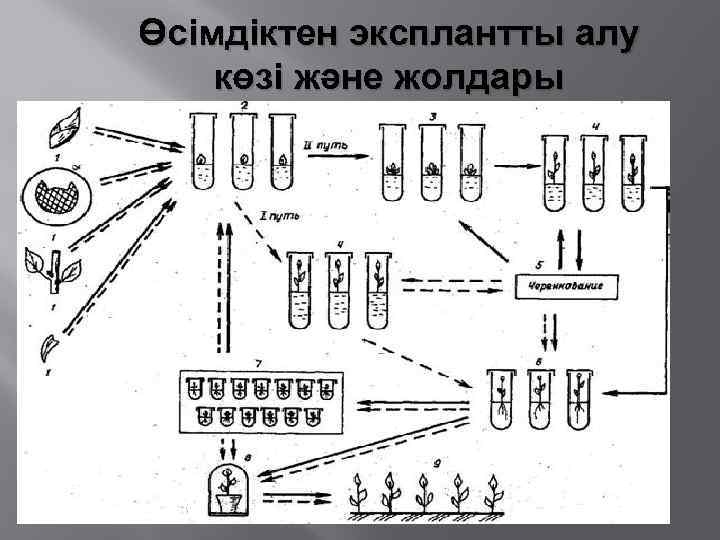 Өсімдіктен эксплантты алу көзі және жолдары 