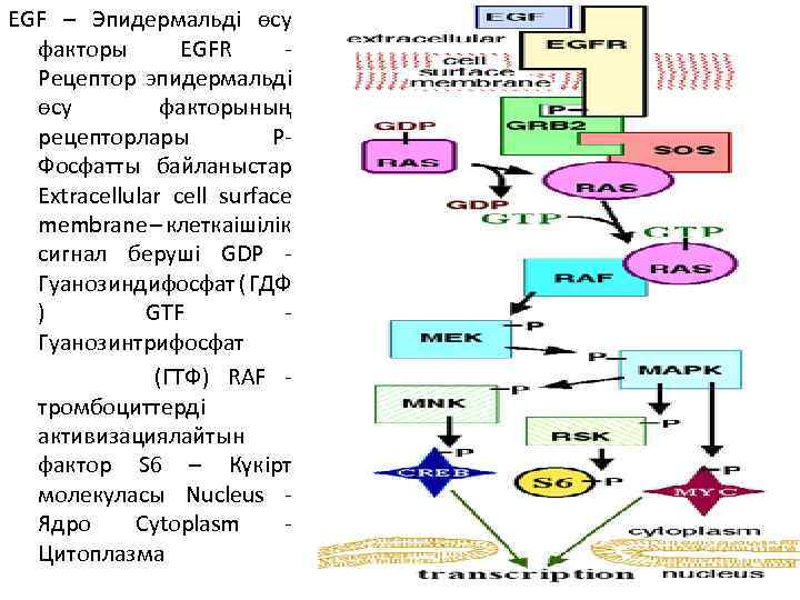 EGF – Эпидермальді өсу факторы EGFR - Рецептор эпидермальді өсу факторының рецепторлары P- Фосфатты