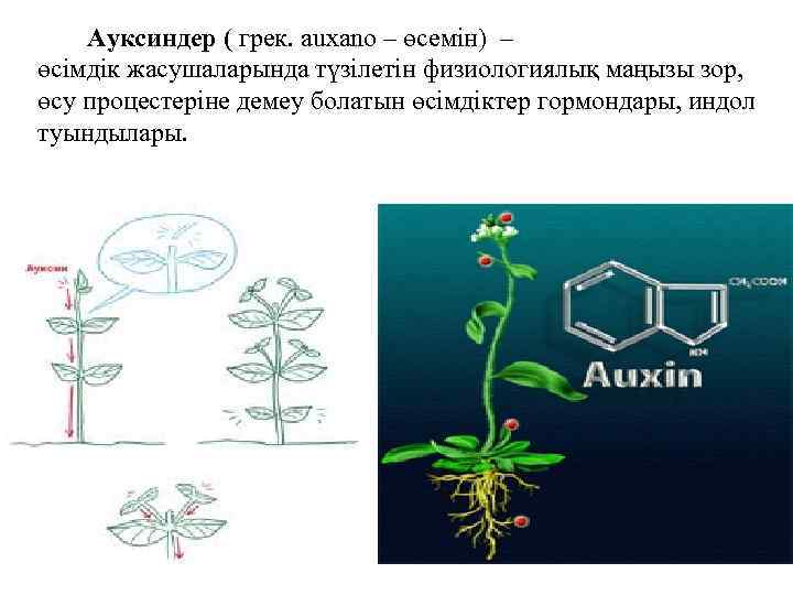Ауксиндер ( грек. auxano – өсемін) – өсімдік жасушаларында түзілетін физиологиялық маңызы зор, өсу