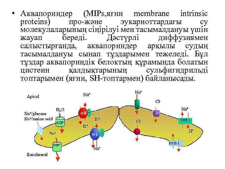  • Аквапориндер (MIPs, яғни membrane intrinsic proteins) про-және эукариоттардағы су молекулаларының сіңірілуі мен