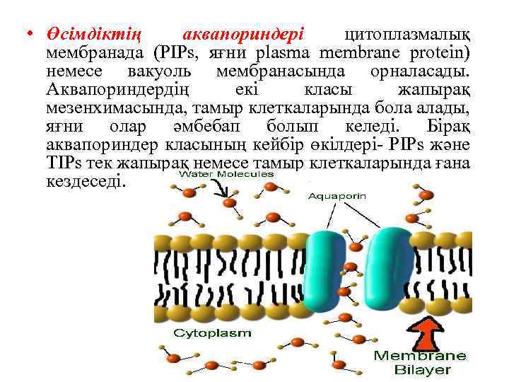  • Өсімдіктің аквапориндері цитоплазмалық мембранада (PIPs, яғни plasma membrane protein) немесе вакуоль мембранасында