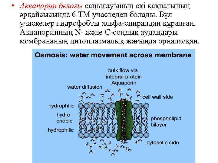  • Аквапорин белогы саңылауының екі қақпағының әрқайсысында 6 ТМ учаскеден болады. Бұл учаскелер