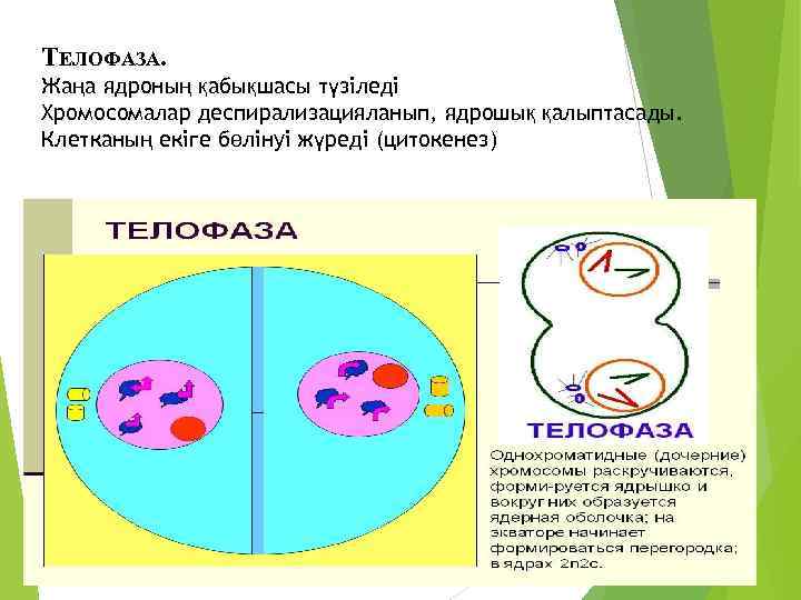 Процессы происходящие в телофазе